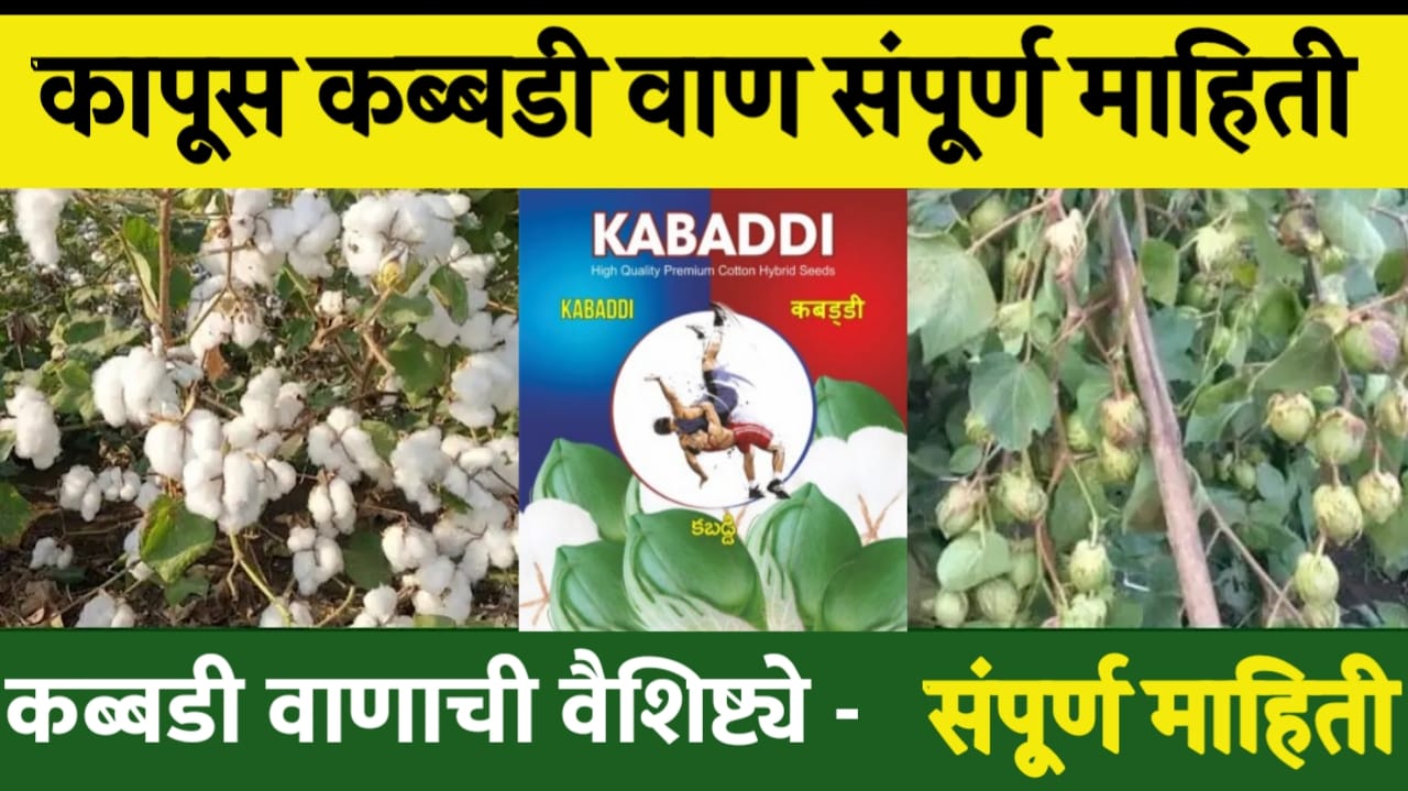 कापसाच्या कबड्डी
